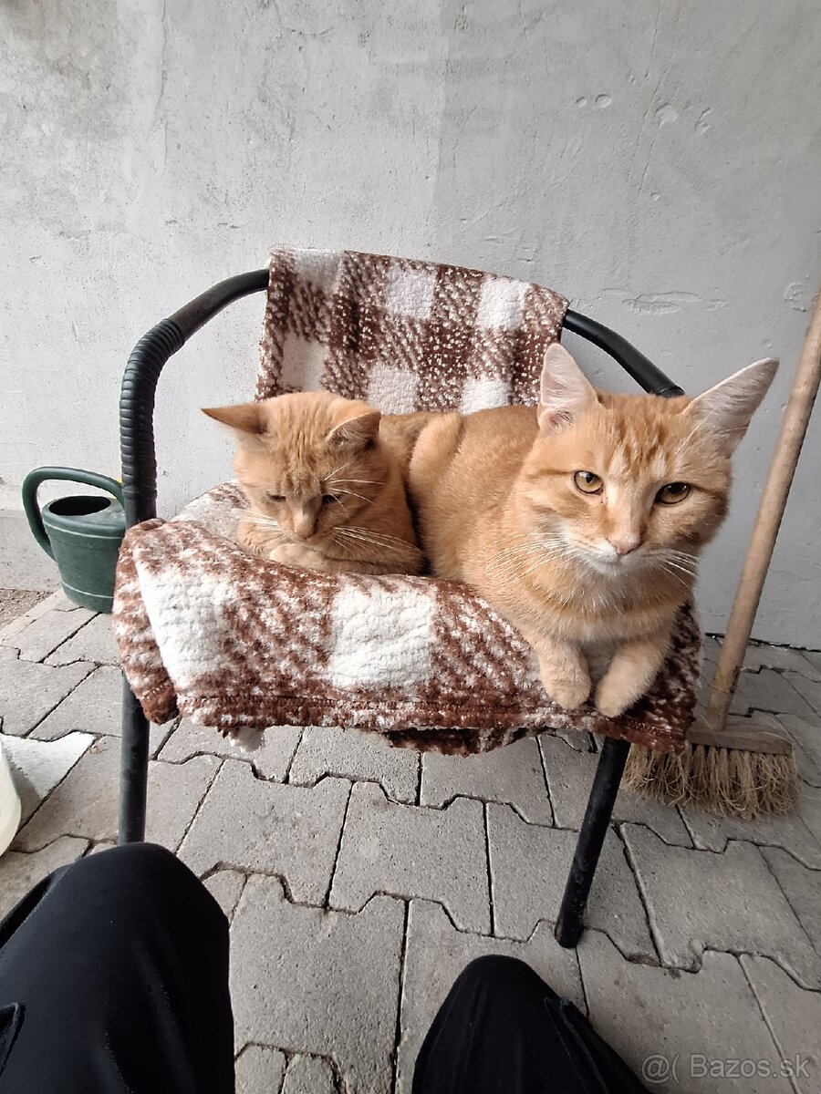 Darujem Kocúrov - 3