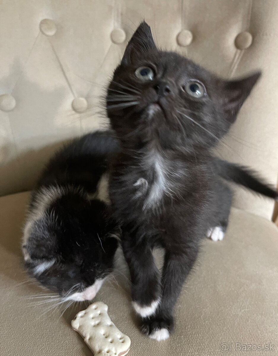 Polobritské mačiatka - 3