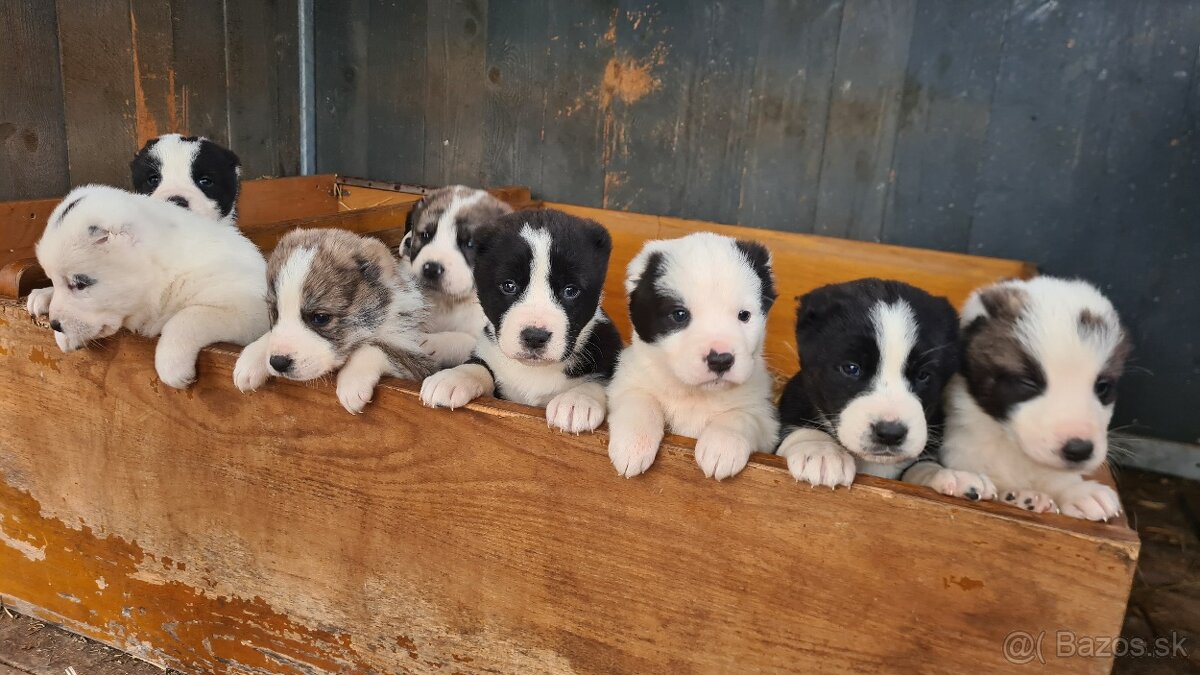 Stredoazijsky ovčiak - 3