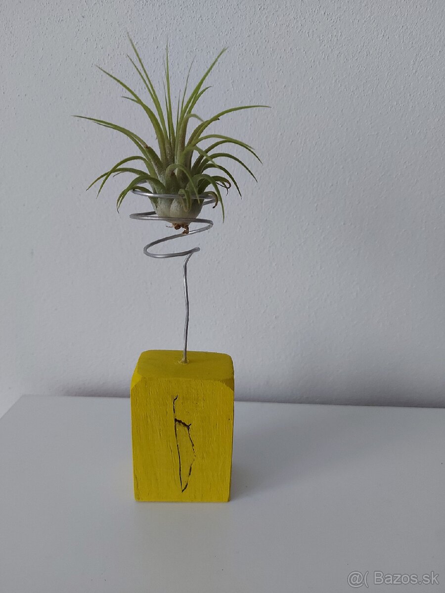 Stojany na Tillandsie - 3