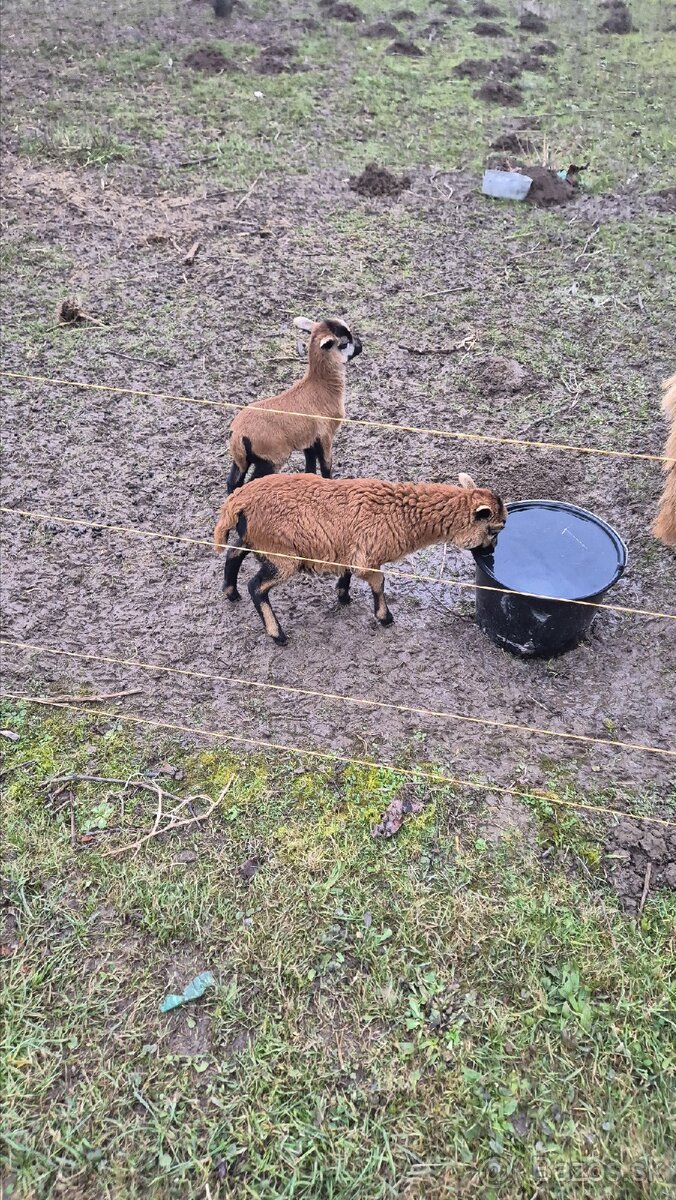 Kamerunske ovce jahnata - 3