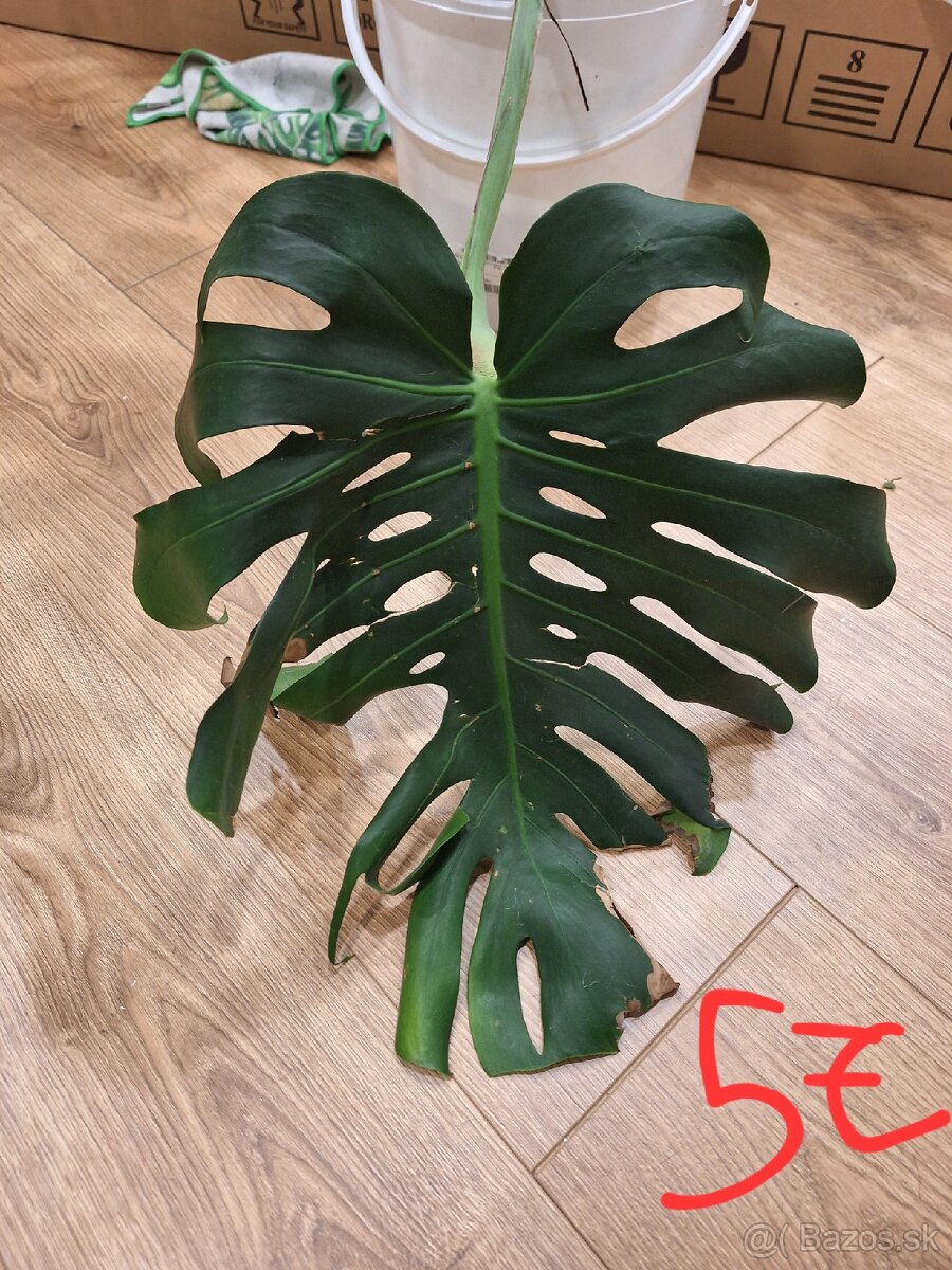 Monstera deliciosa odrezky - 3