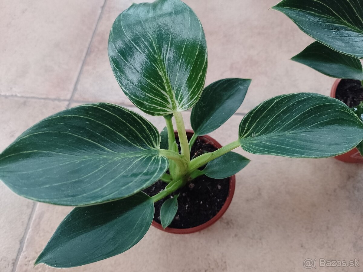 Philodendron Birkin 1ks/5€+pošta - 3