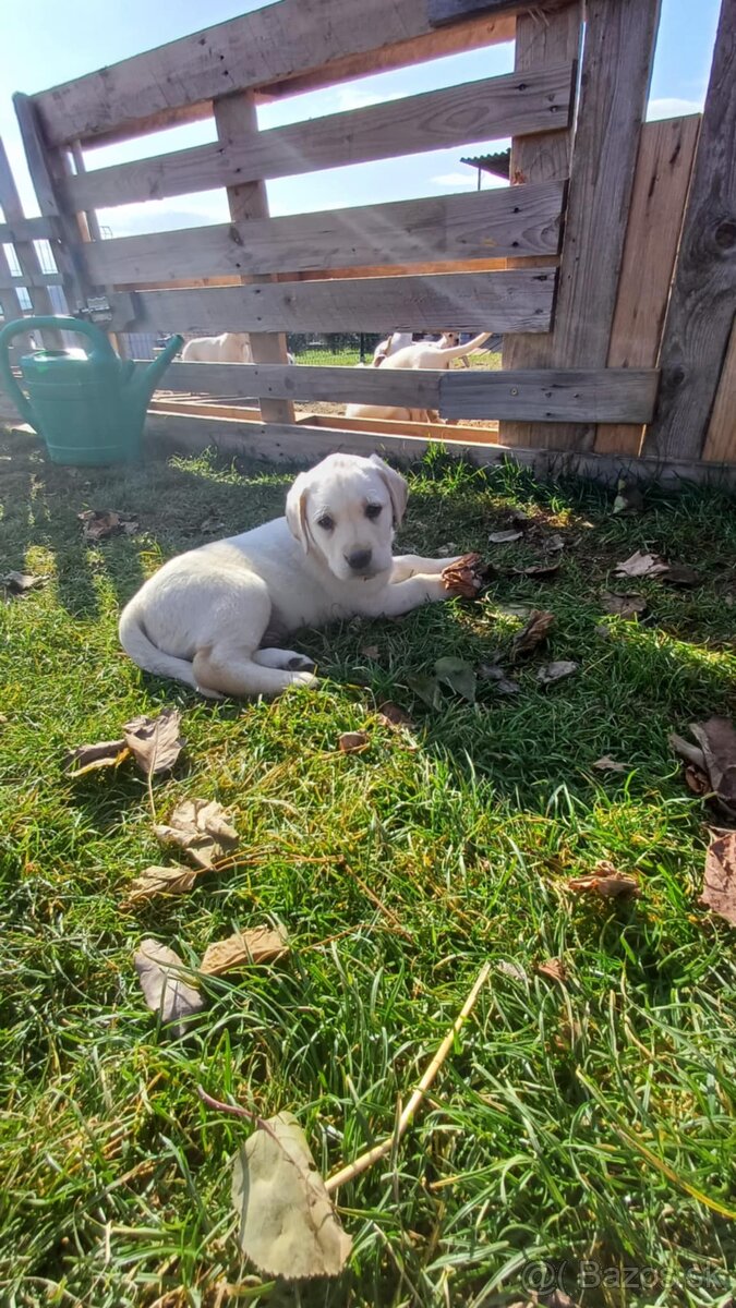 Šteňatá labrador čistokrvný - 3