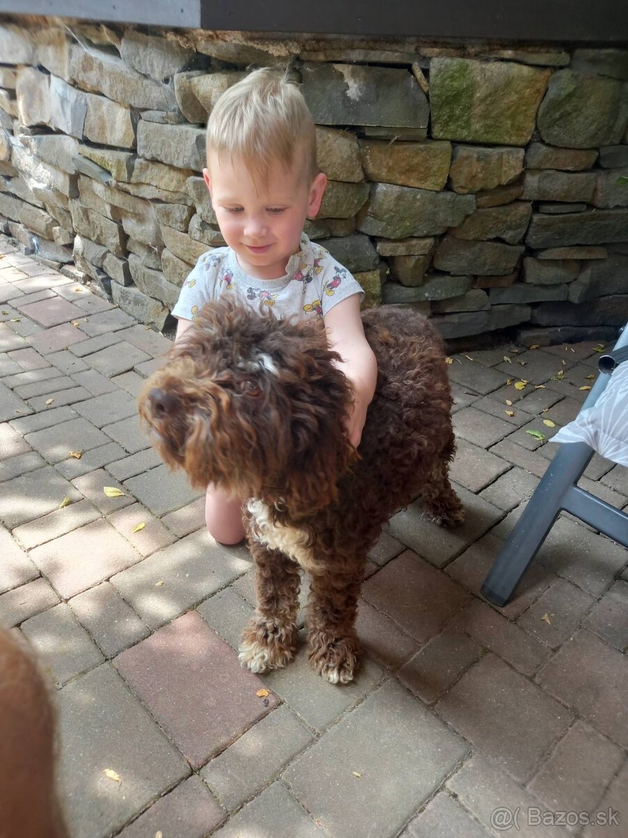 Darujem Lagotto Romagnolo - 3