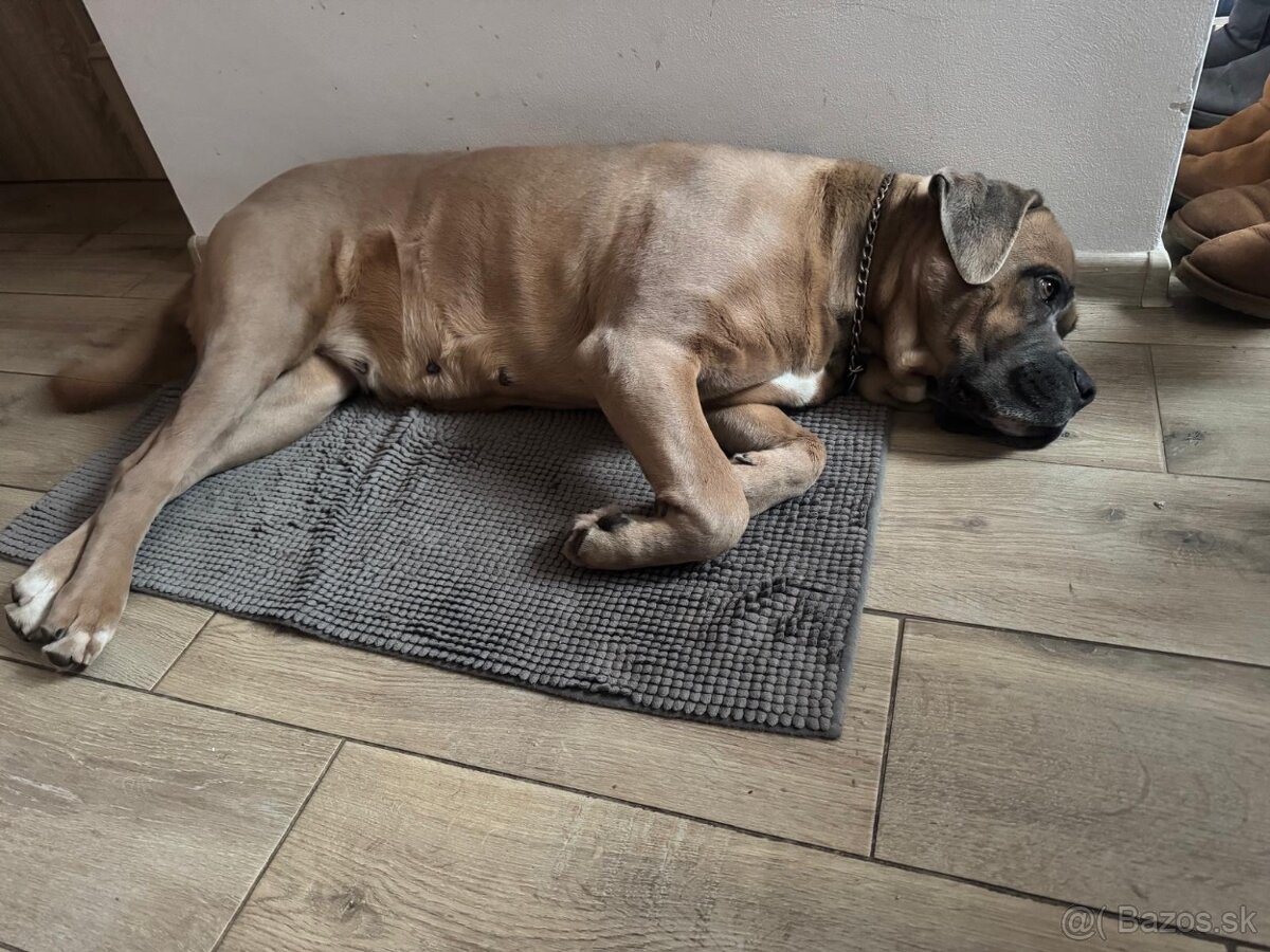 Cane Corso - adopcia - 3