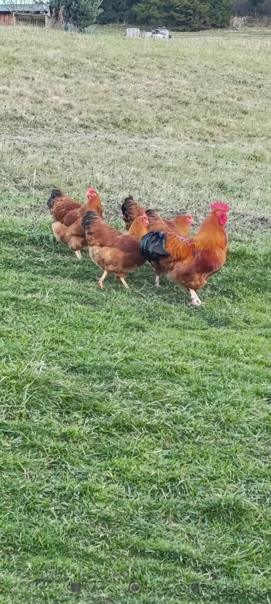 Predám kohúta Hempšir - 3