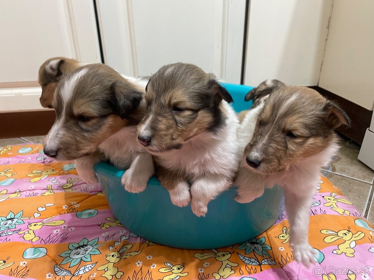 Kólia dlhosrstá - 3