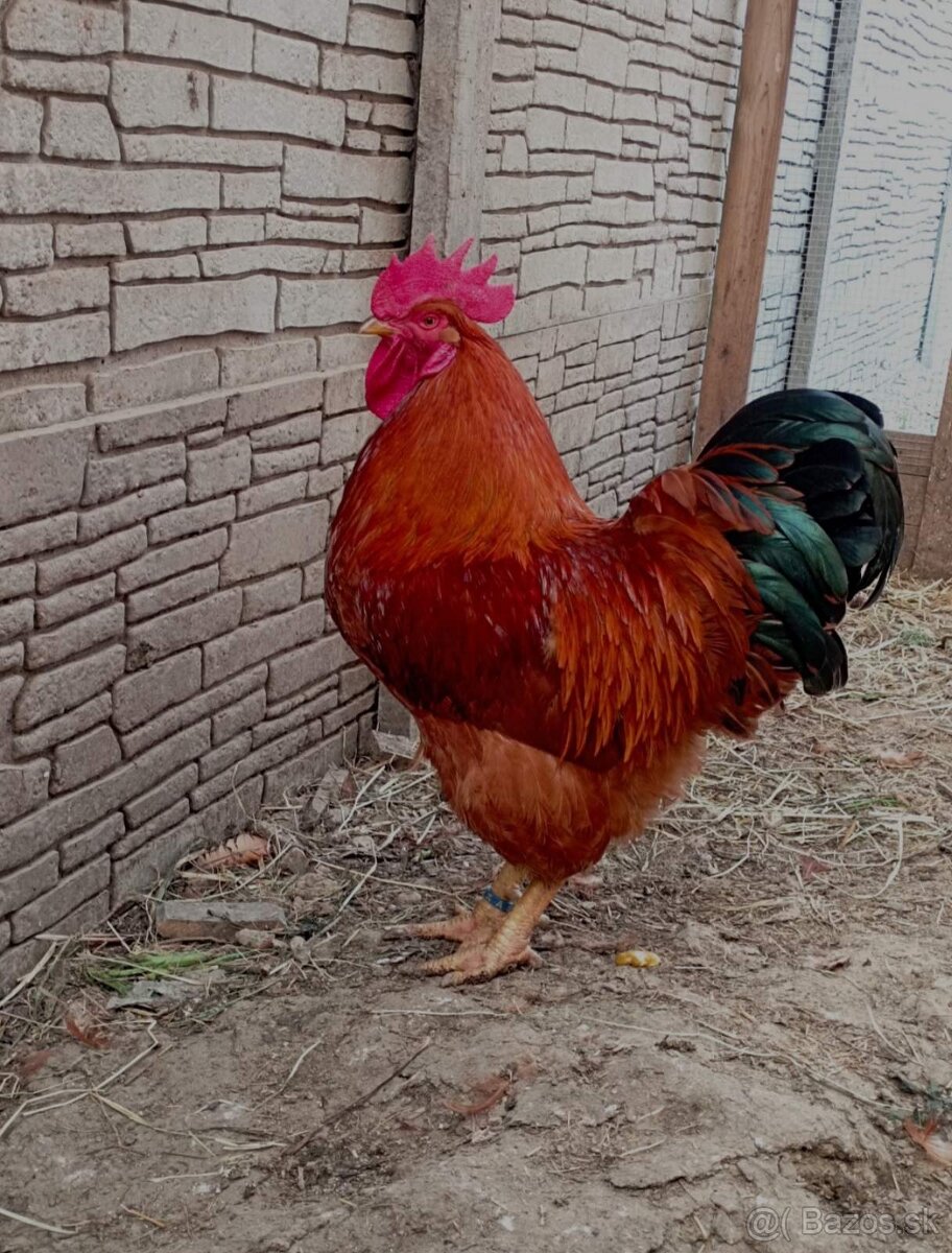 NASADOVE VAJCIA HEMPSIR - 3