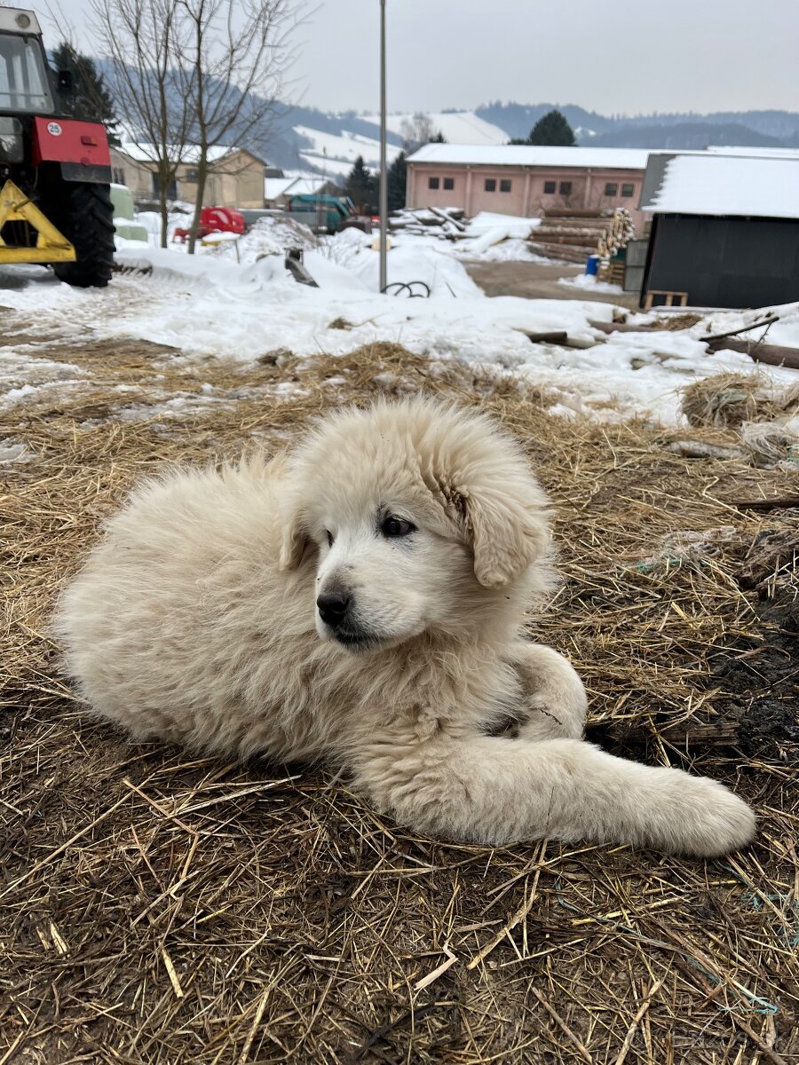 Predám psíka Slovenský čuvač - 3