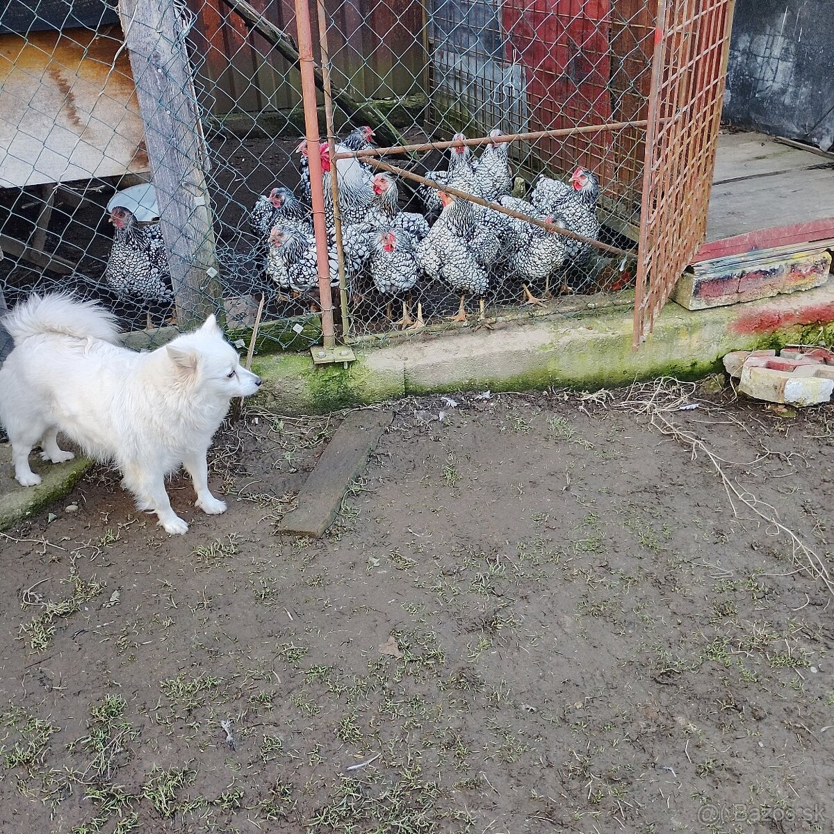 Nasadove vajíčka - 3