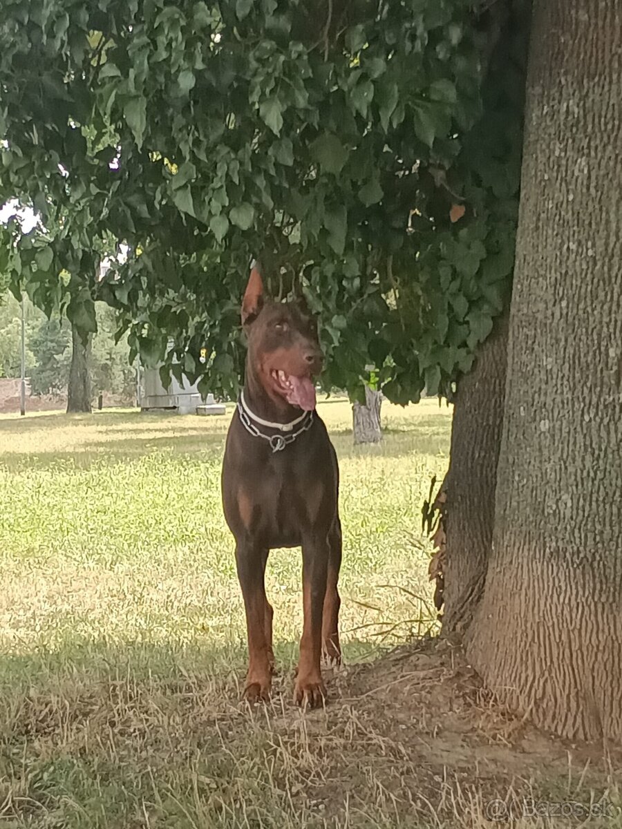 Doberman Krytie - 3