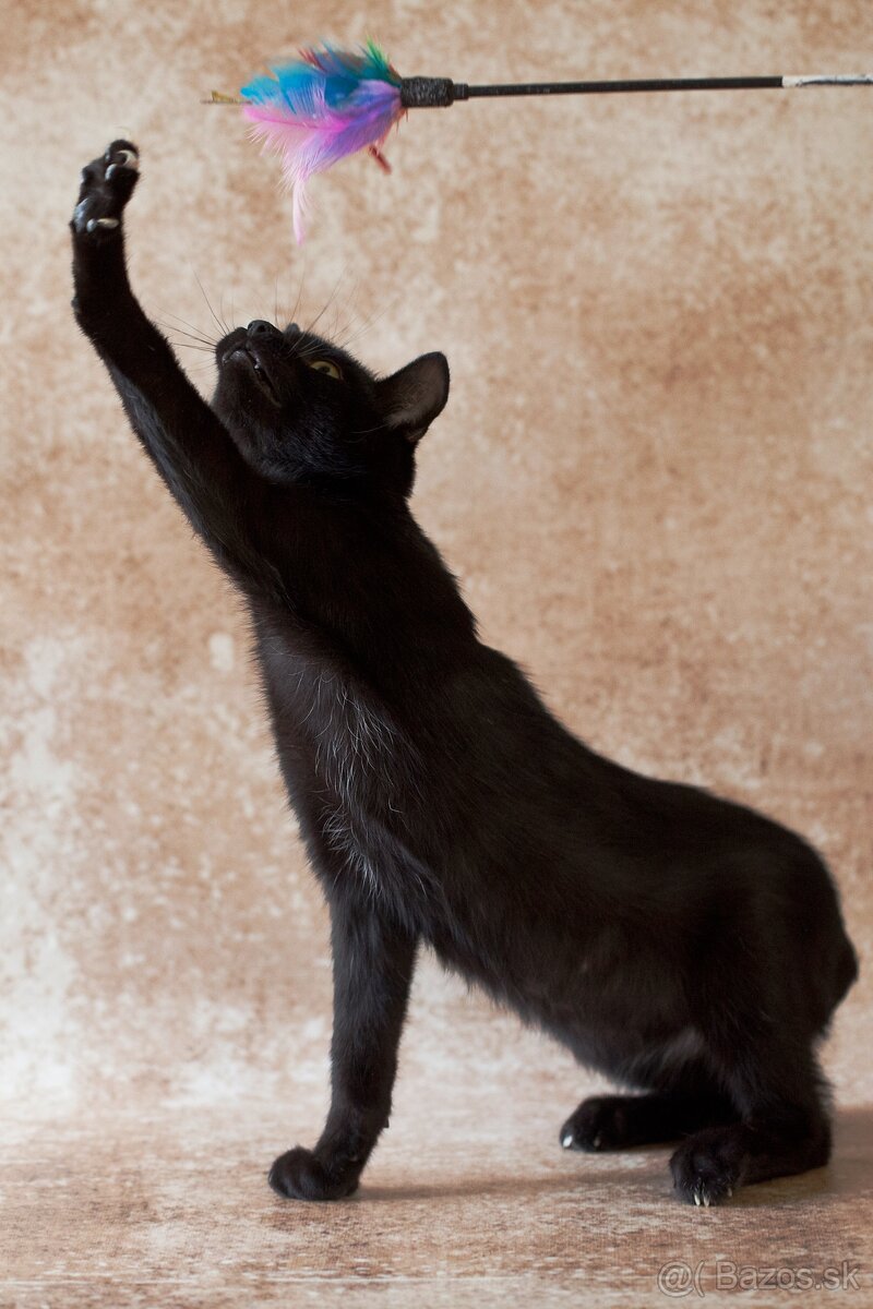 ❤ Sirius - spoločenský, zvedavý a všudezdejší - 3