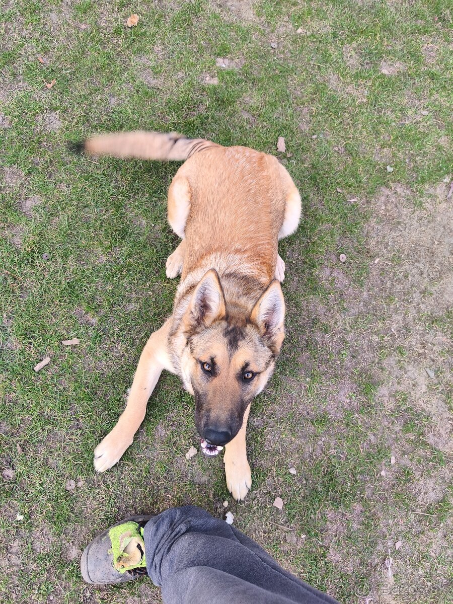 Belgický nemecký ovciak - 3