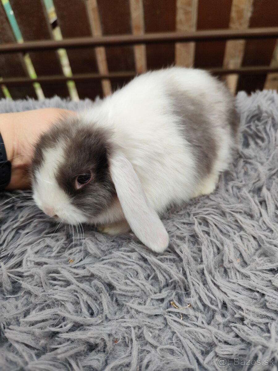 Zakrsly barancek satén samička s VP - 3