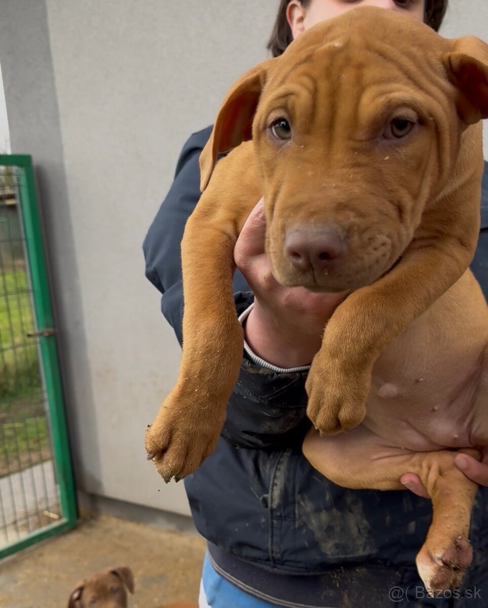 American Pitbull - 3