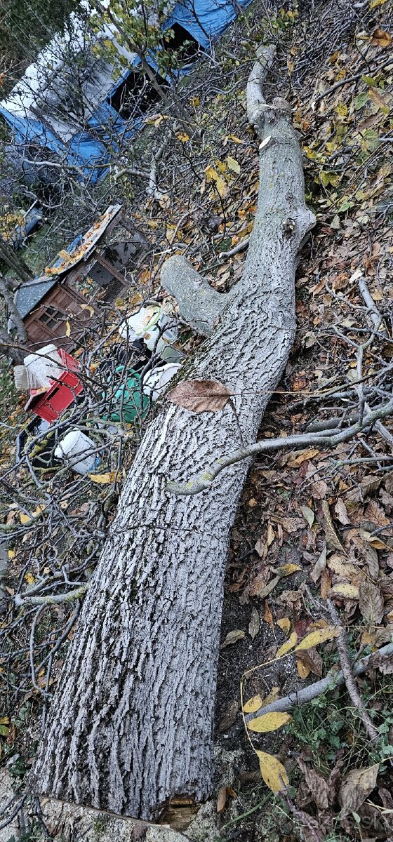 Predam orechove drevo - 3