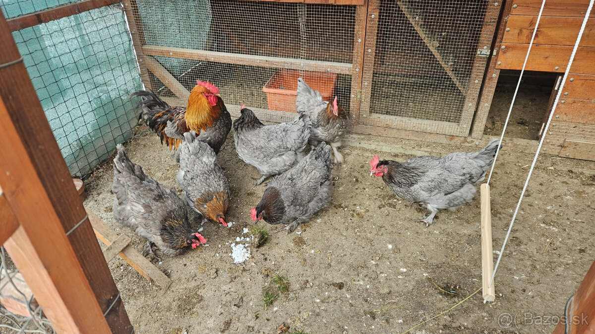 Nasadove vajcia (NV) - 3