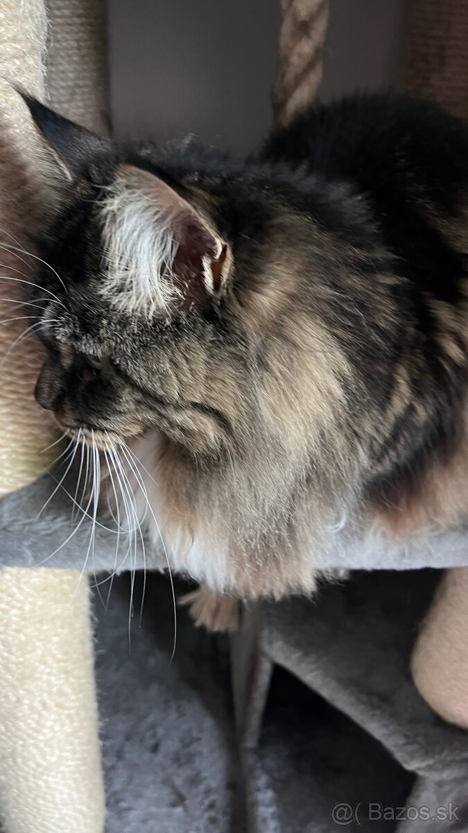 Mainska myvalia mačka main coon - 3