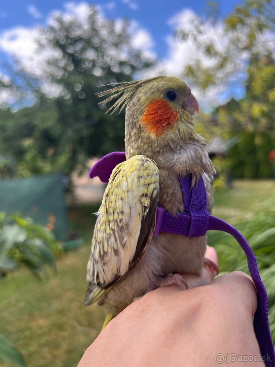 Ručne dokrmena korela - 3