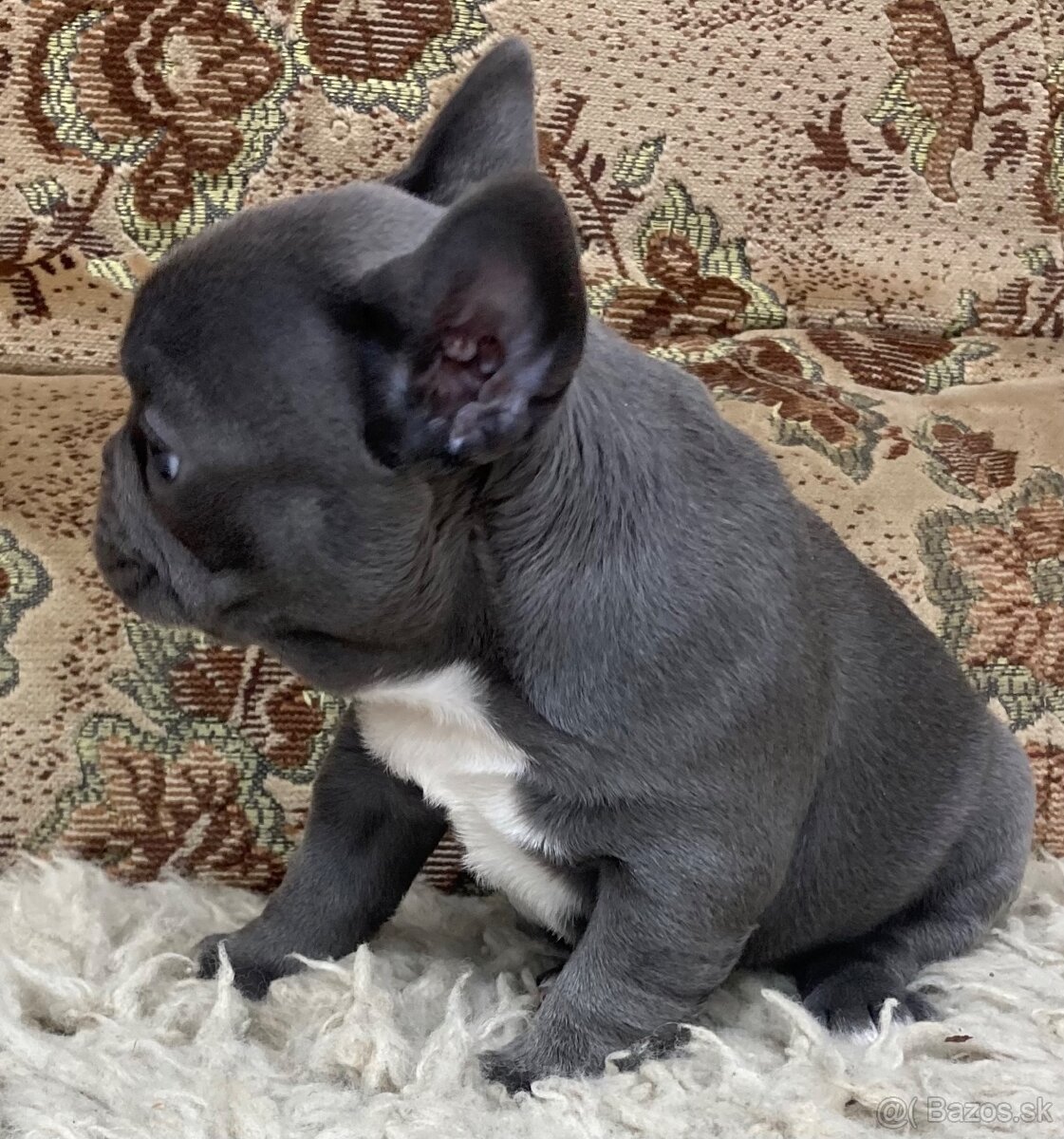 Francuzsky buldoček - 3