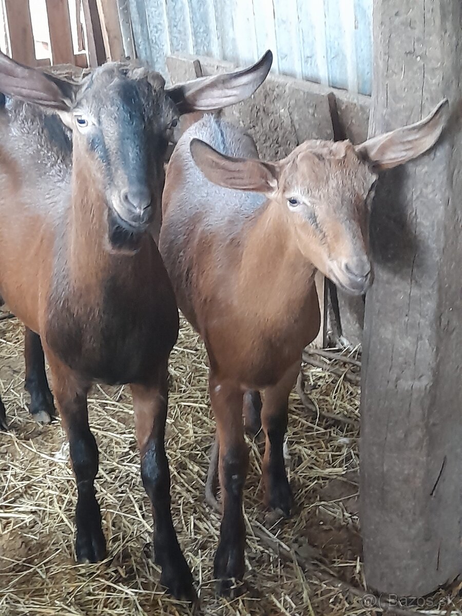 Kozy na predaj - 3
