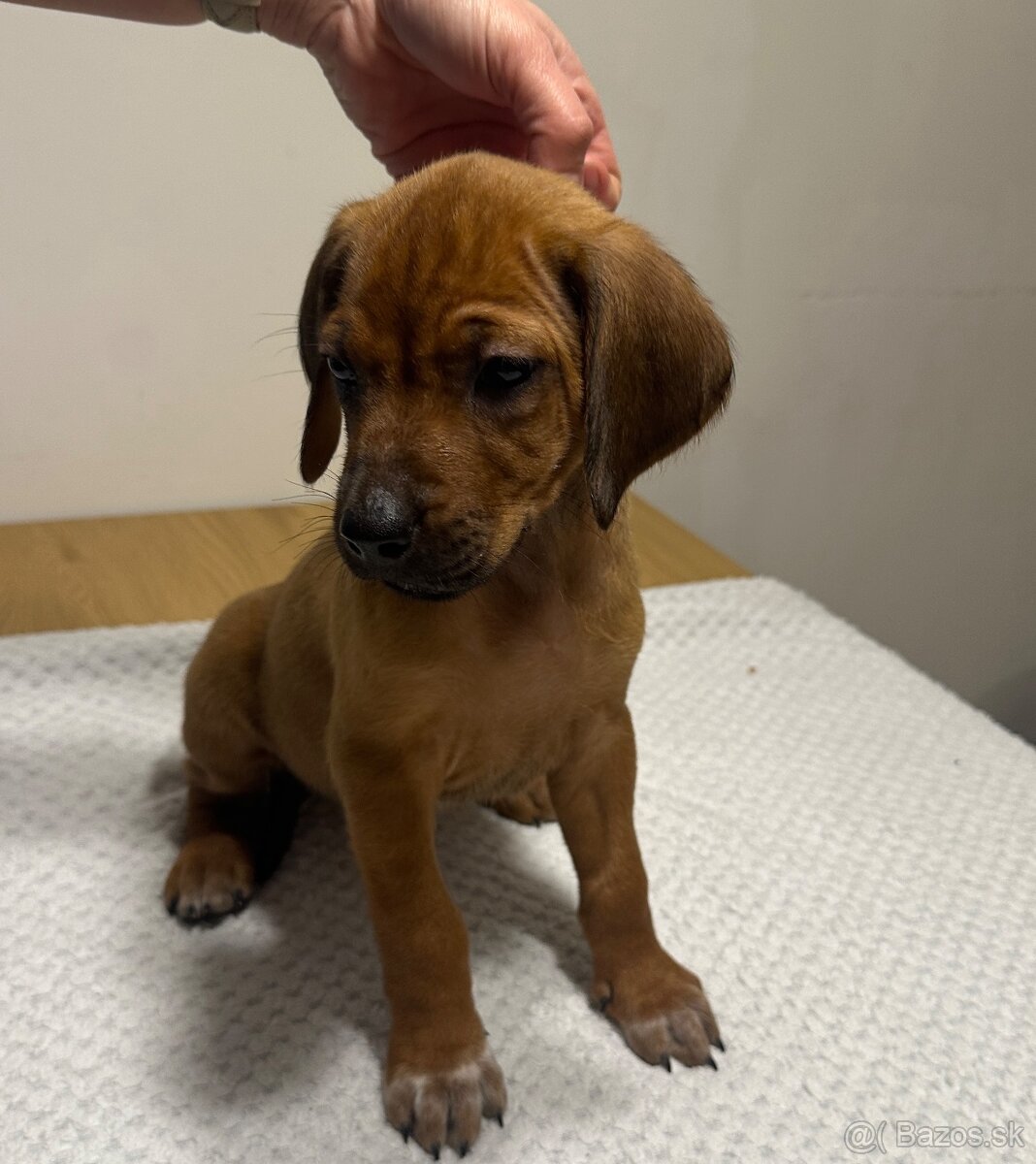 Rhodesian Ridgeback s preukazom pôvodu - 3