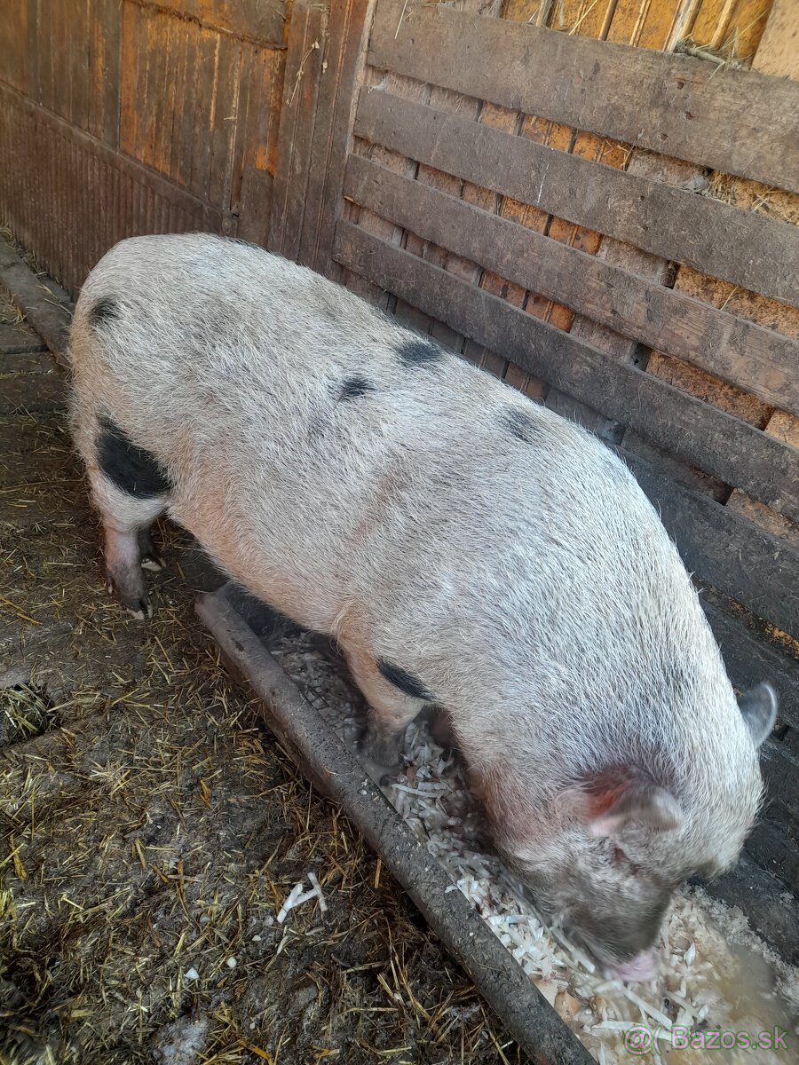 Vietnamske prasa - 3