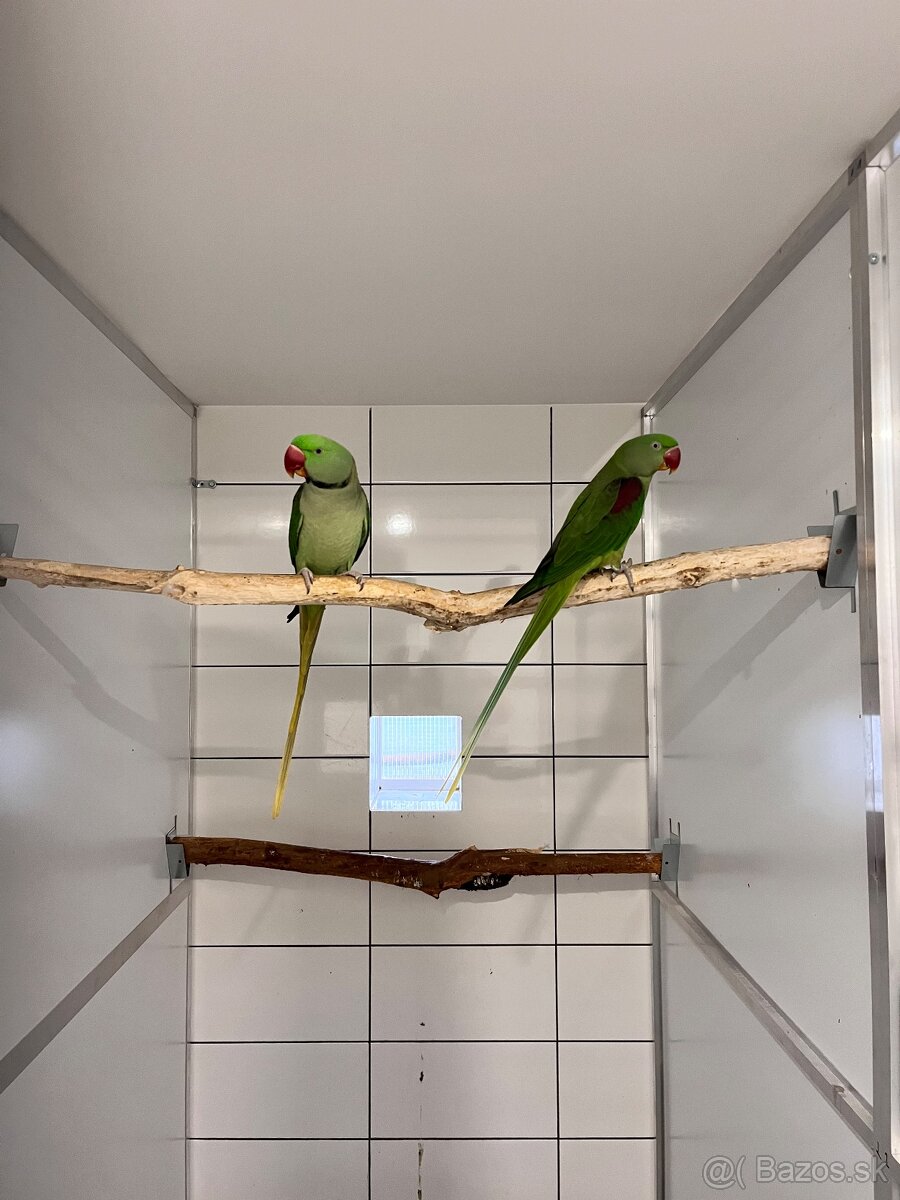 Alexander veľký - pár - 3