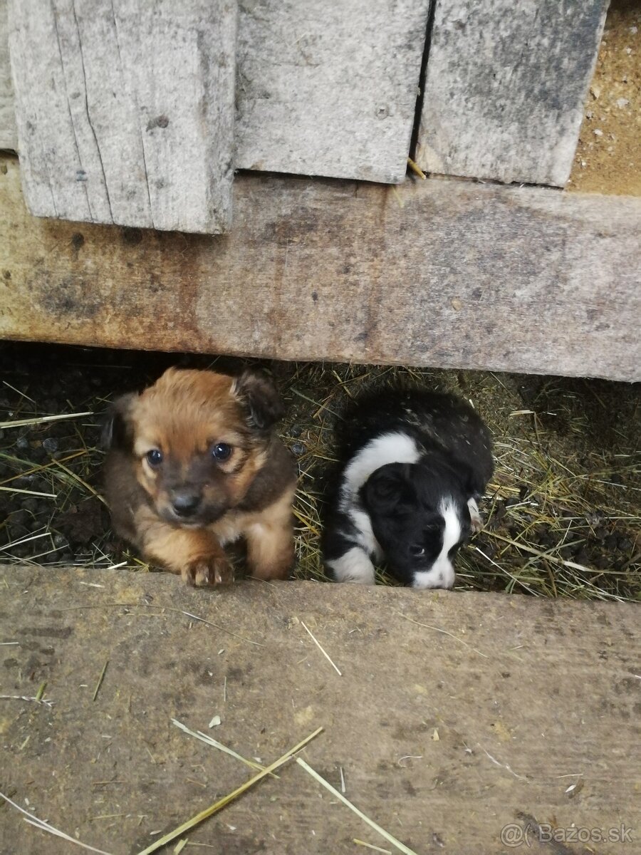 Predám šteniatka - 3