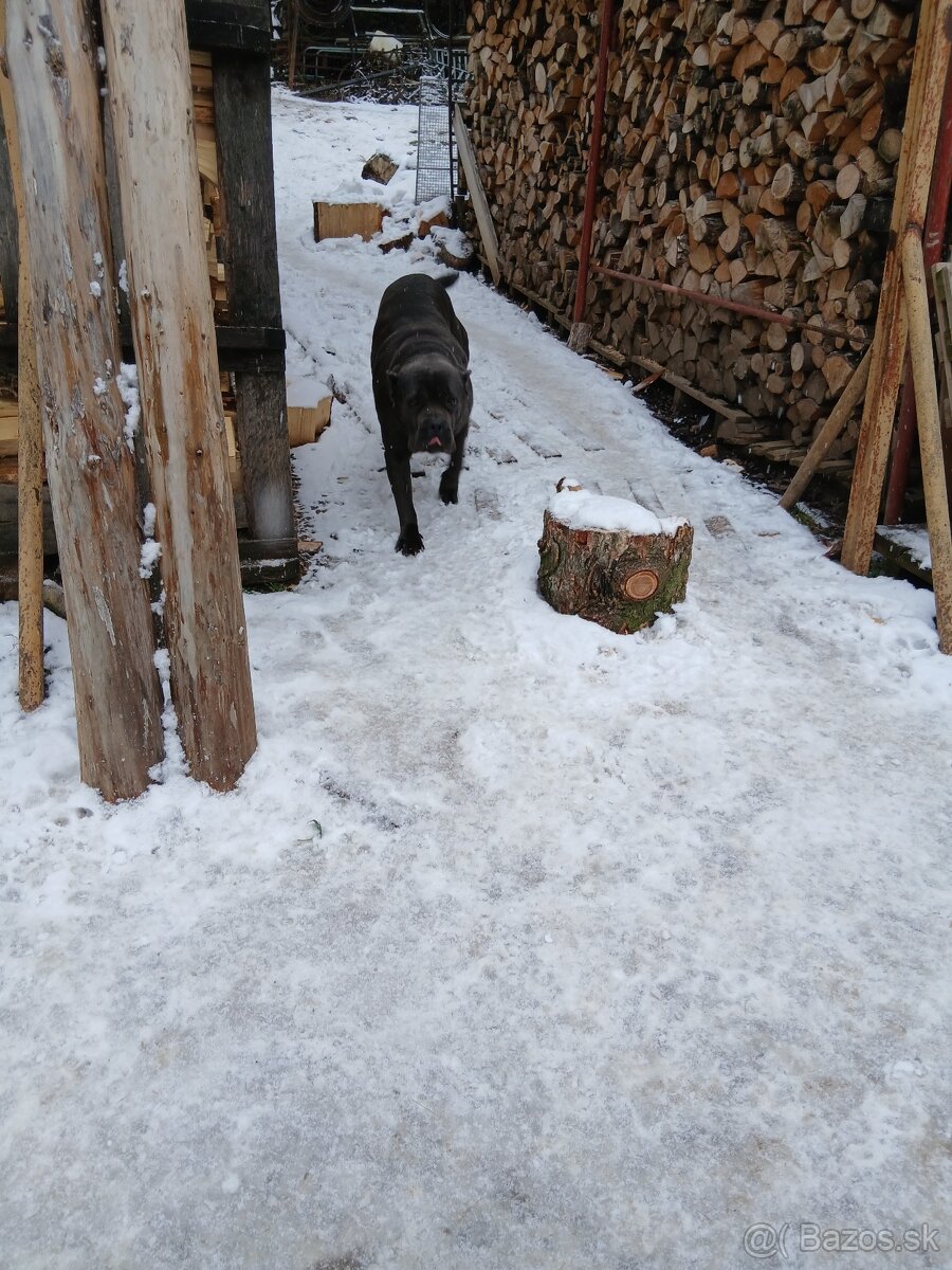 Predám cane corso - 3