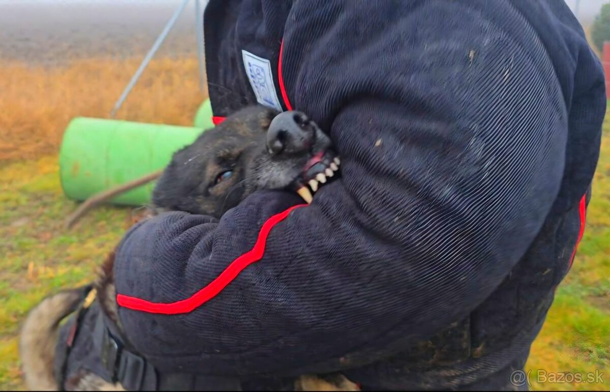 hotel pre psov, vycvik psov - 3