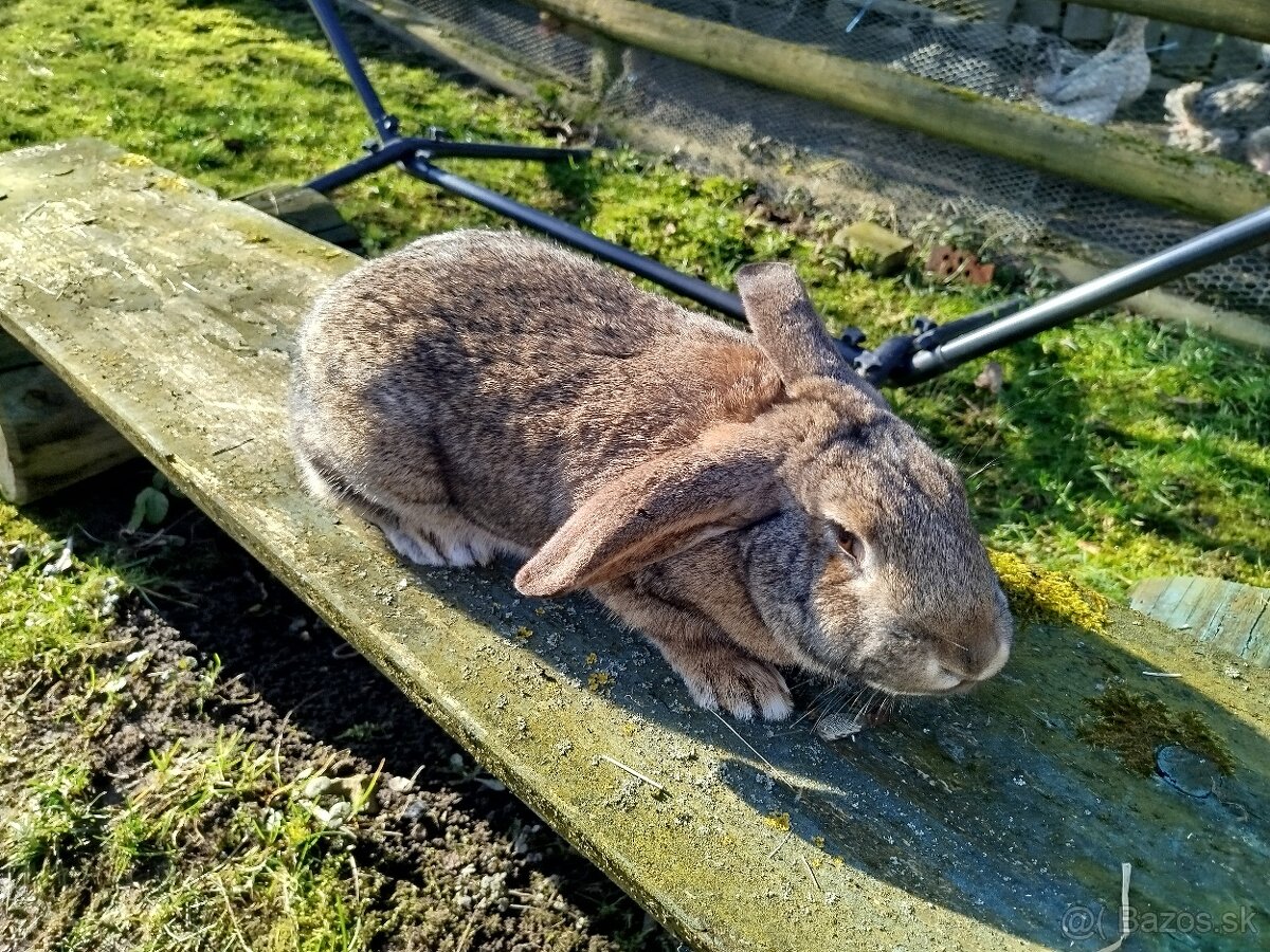 Predám mix samice - 3