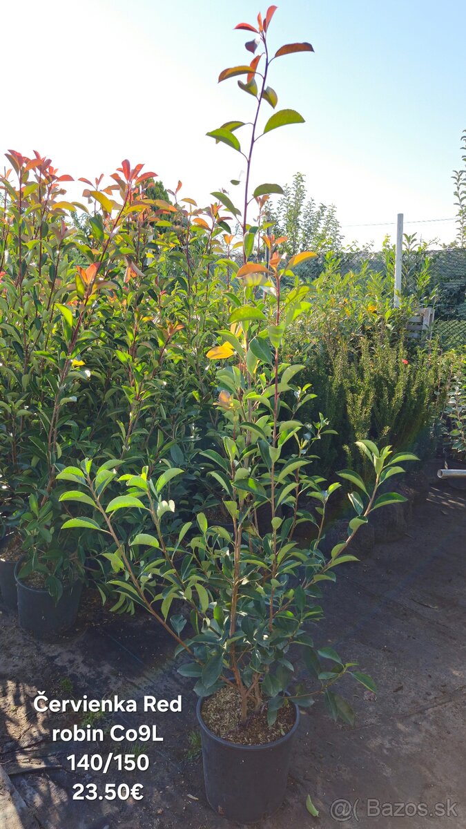ČERVIENKA - Photinia - 3