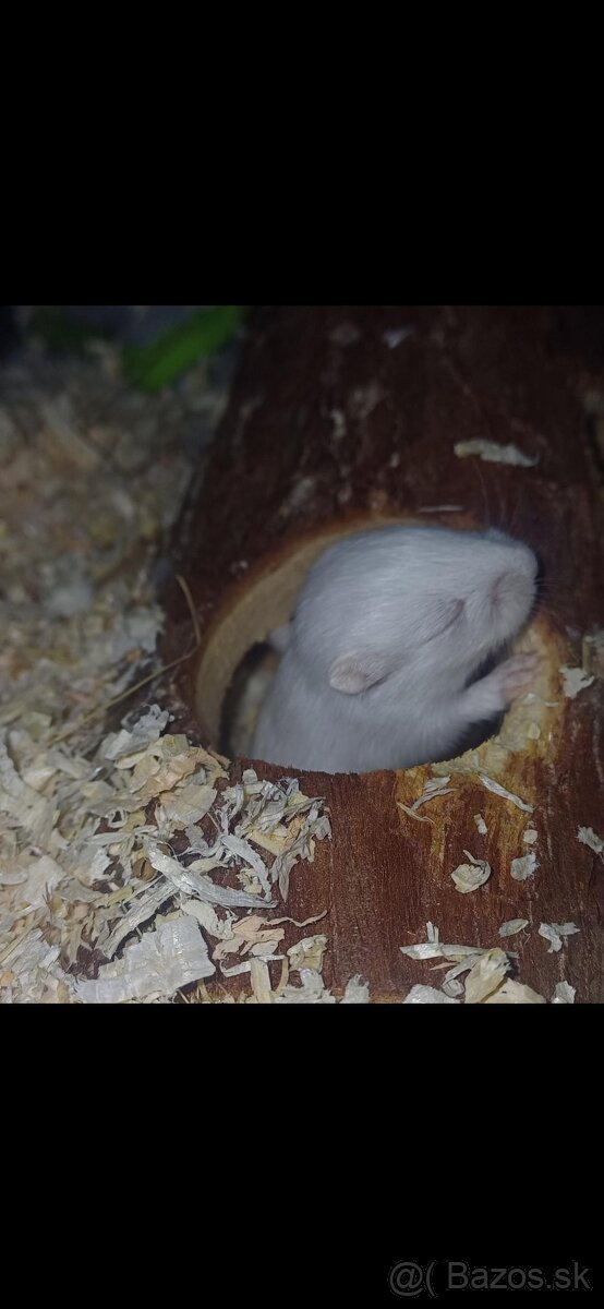 Predám pieskomilov + celé príslušenstvo - 3