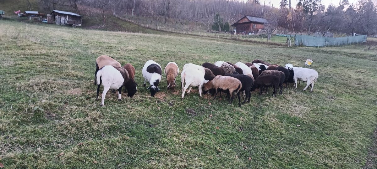 Prodám ovce kamerunské dorper - 3