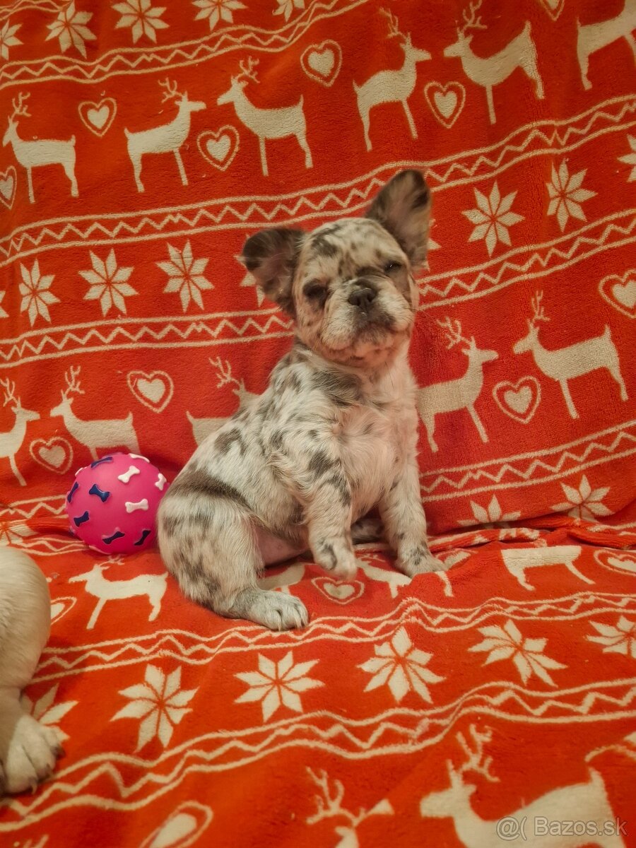 Francúzsky buldoček - 3