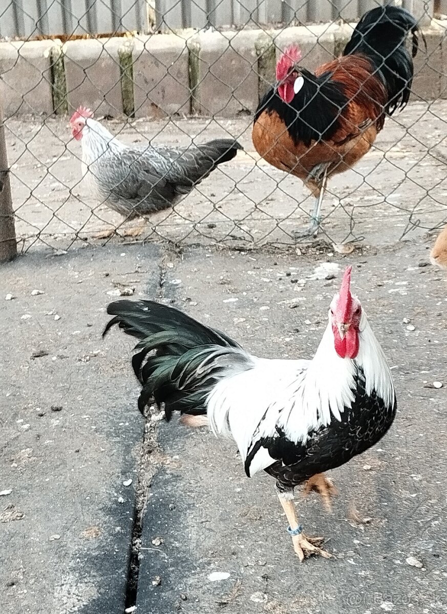 Zdr. Vlaška strieborná - 3