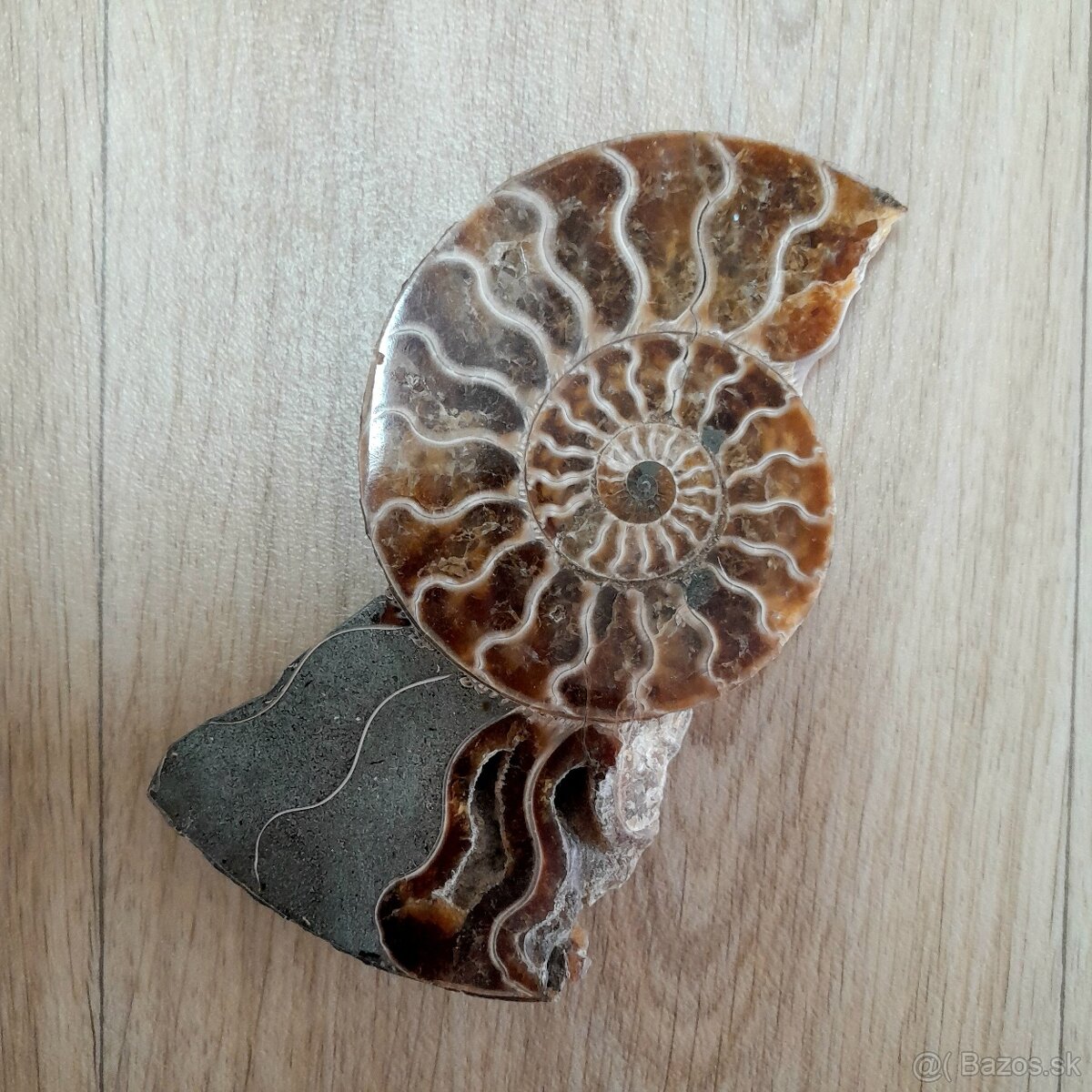 Predám Amonit - skamenelina - 3
