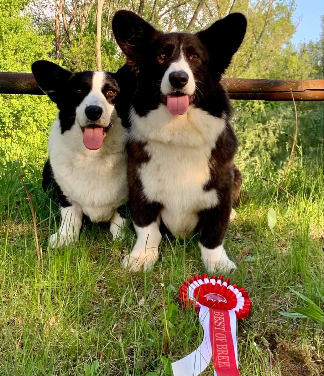 Welsh Corgi cardigan - 3