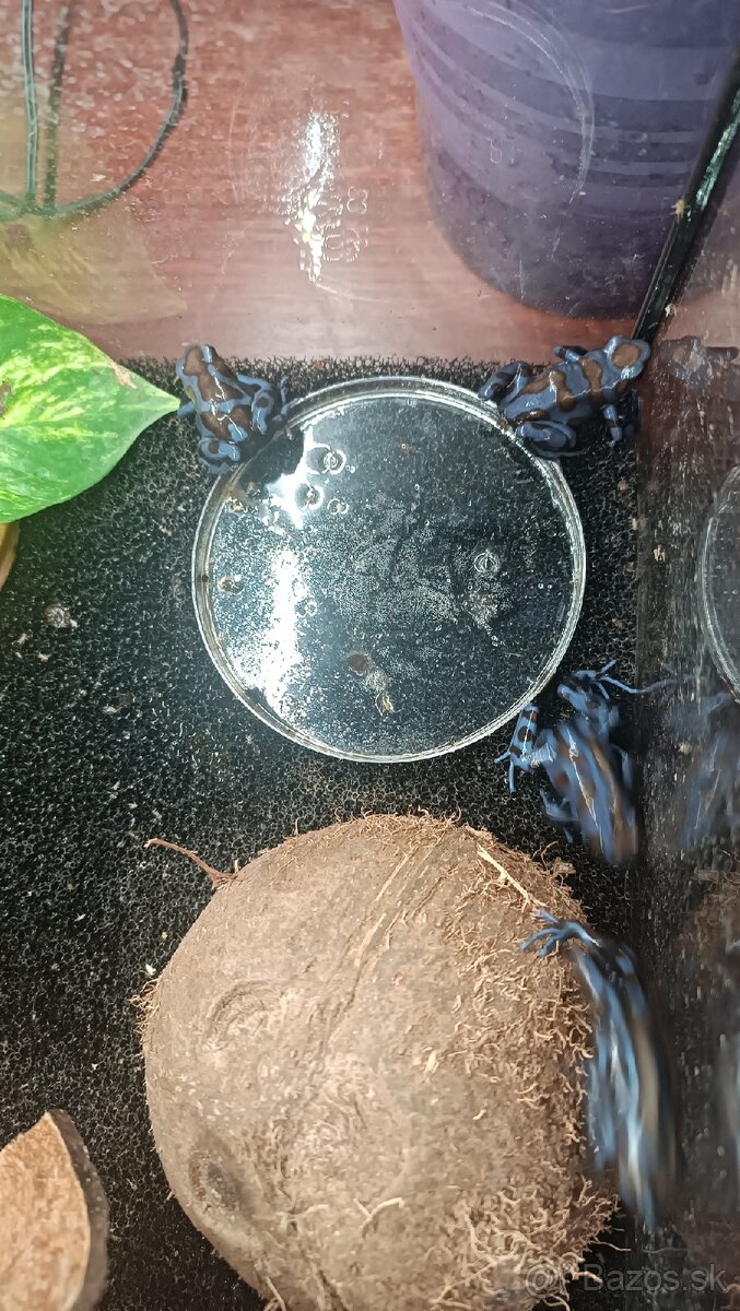 Dendrobates auratus bronze - 3