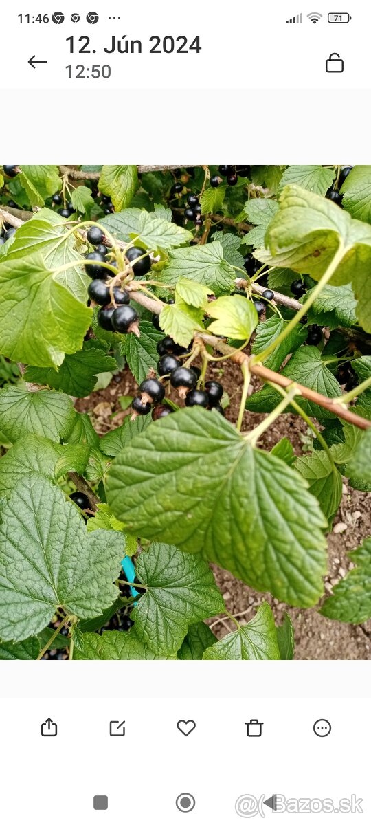 Ribezlie. Červené a cierne velke plody - 3