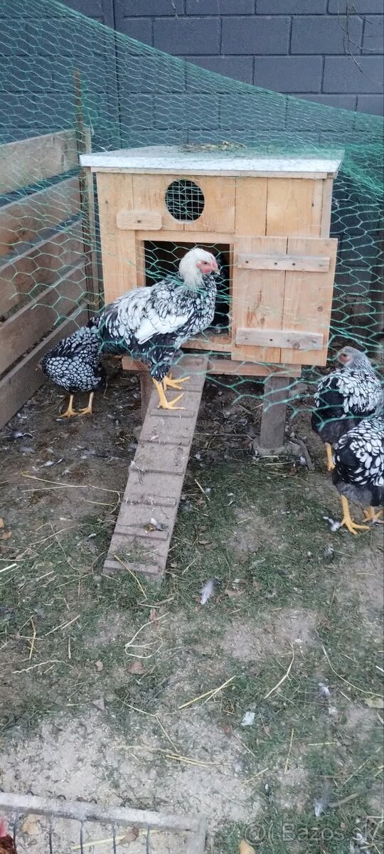 Predám mladého kohúta Wyandot - 3