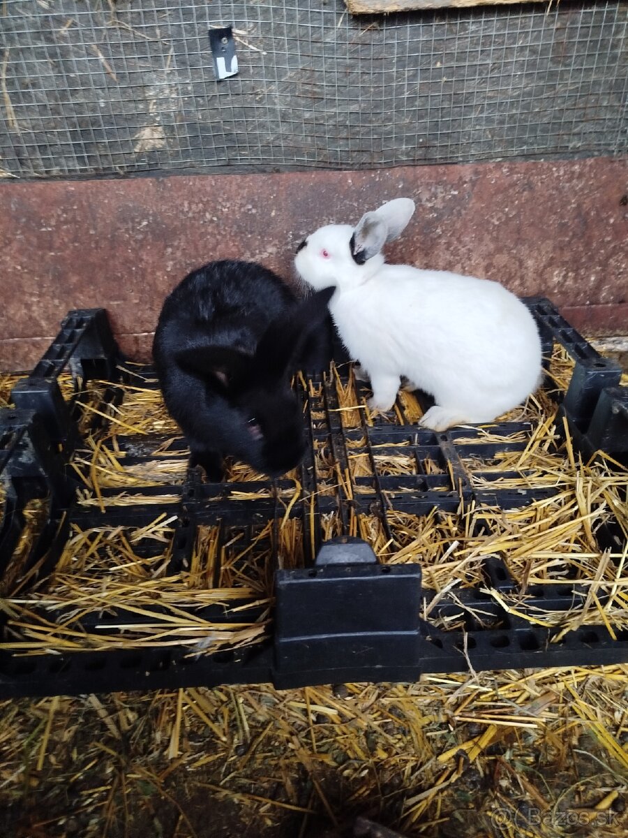 Králiky - 3