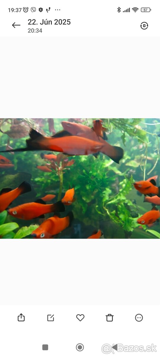 Predám Mečúne mexické Ada - 3