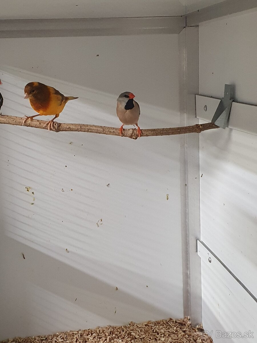 Astrild trstinový, pásovník dlhochvostý - 3