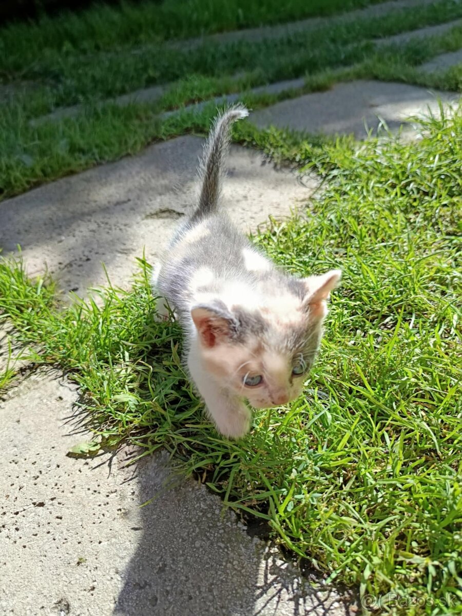 Darujem mačiatka - 3