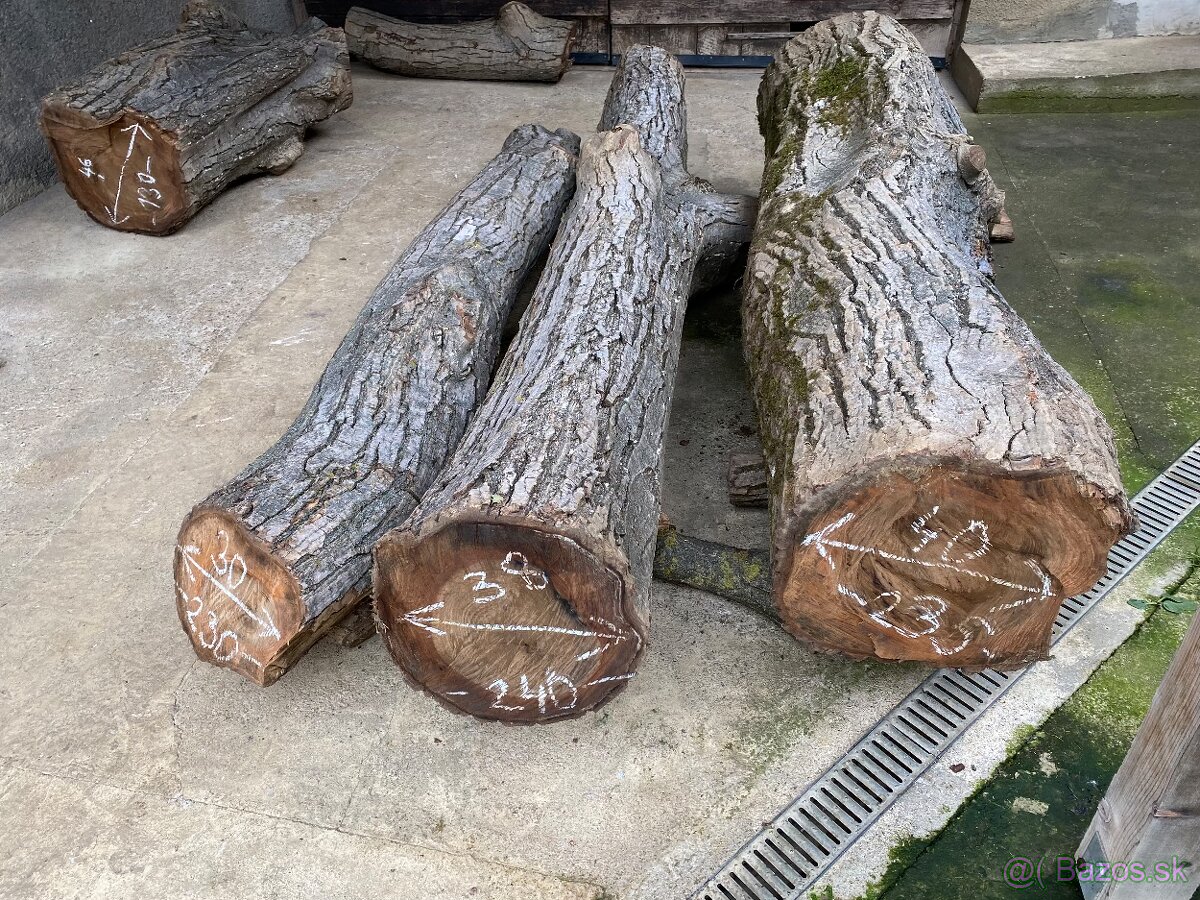 Orechové kmene, guľatina - 3