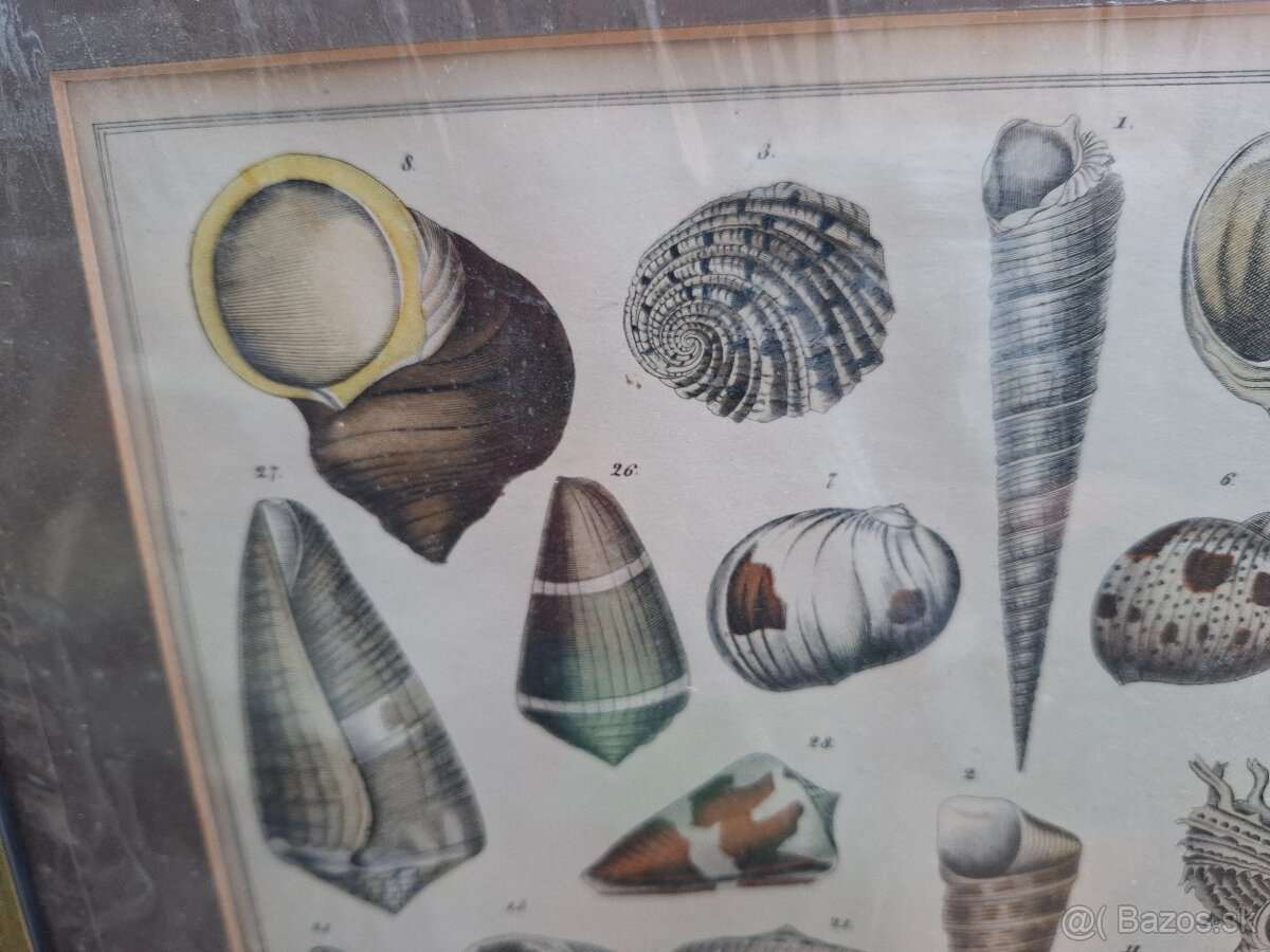 Predám starý obraz Farebná litografia Škeble a lastury 24 € - 3