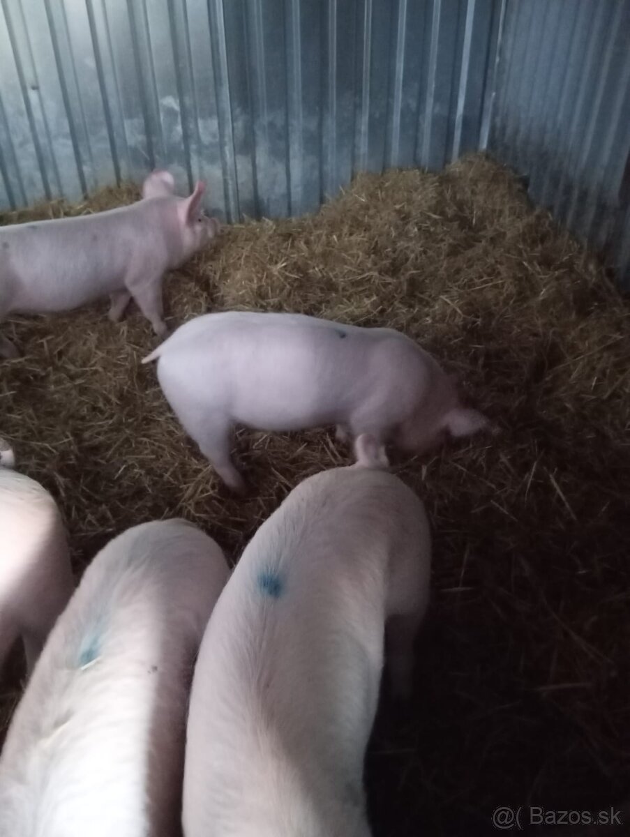 Odstavčata 25kg - 3